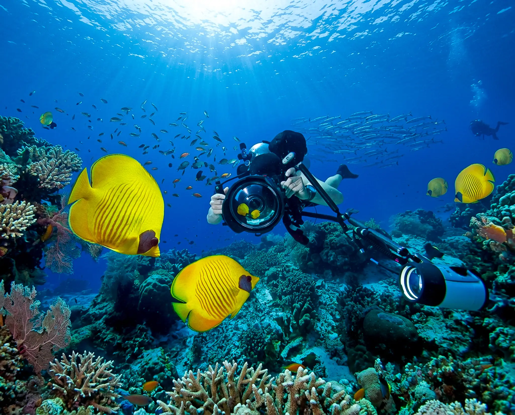 Buzo con cámara submarina fotografía peces mariposa amarillos junto a un arrecife de coral iluminado por el sol.